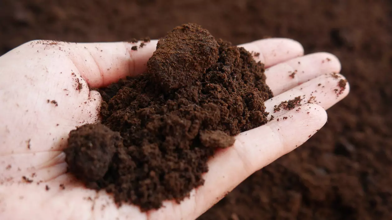 Cum să folosești zațul de cafea în casă și grădină. Întrebuințări de care nu știai