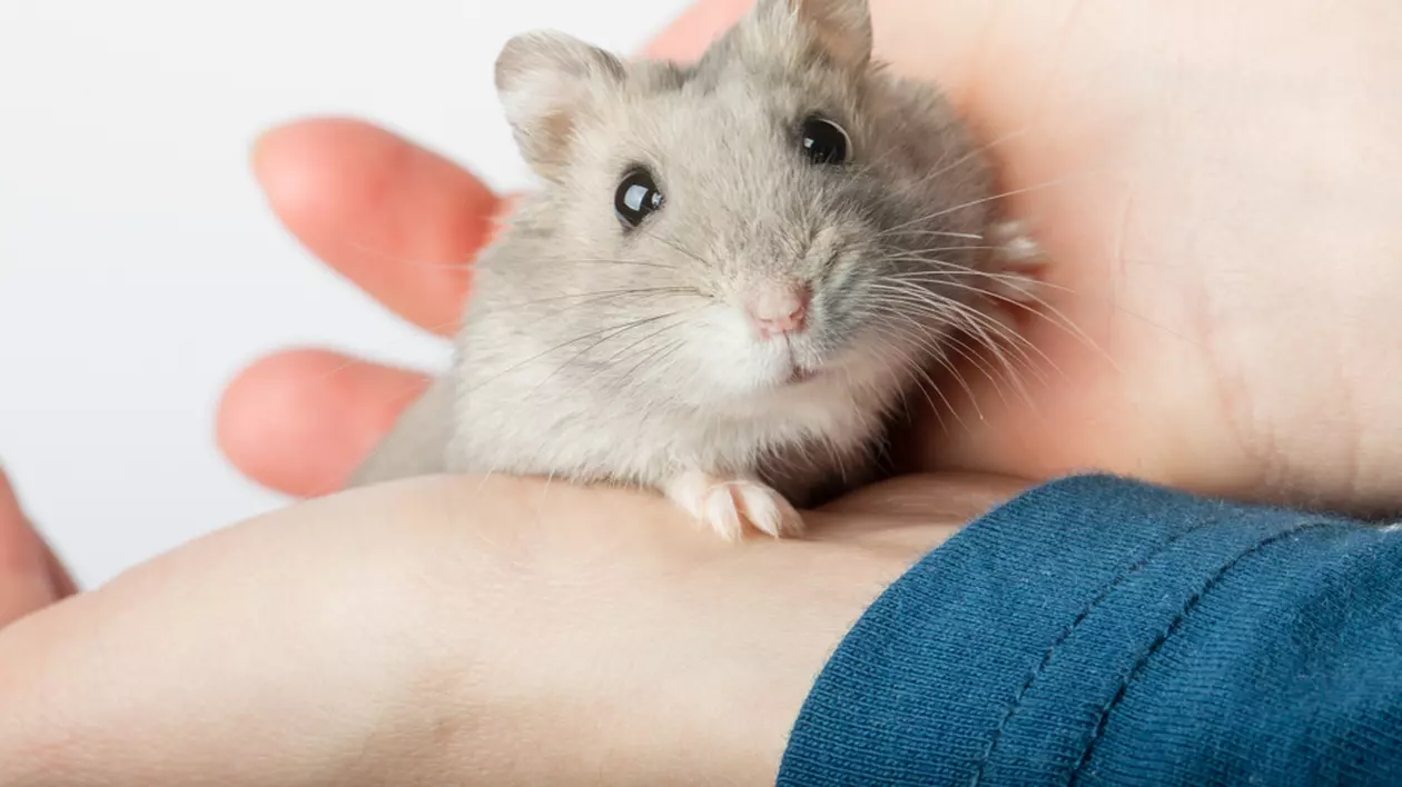 Hamster