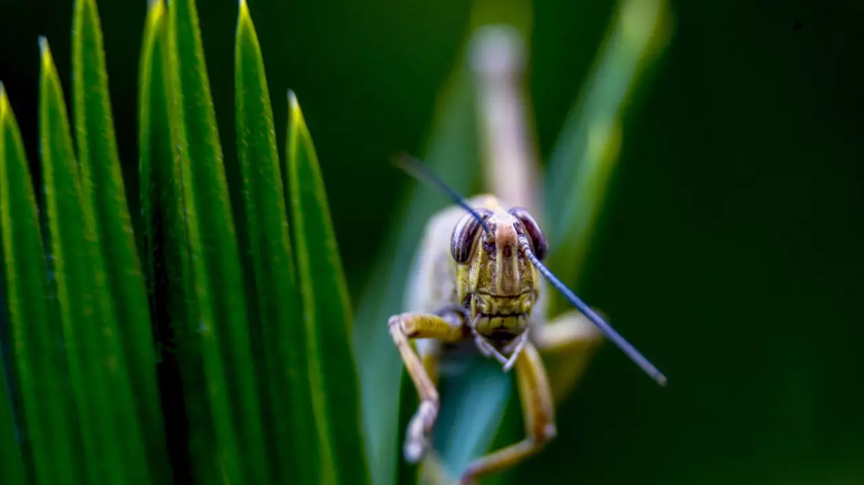 Lăcusta călătoare, aprobată drept ingredient alimentar de Comisia Europeană. O singură altă insectă a mai fost autorizată pentru consum în UE