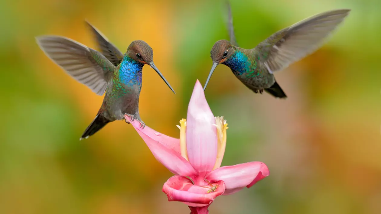 Pasărea Colibri