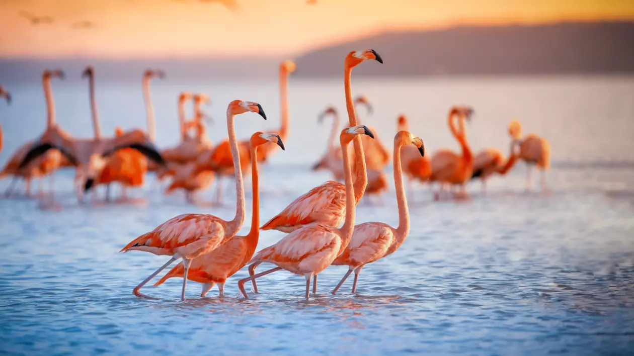 Pasărea Flamingo