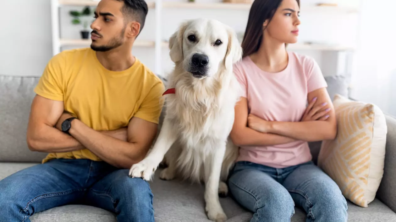 Spania oferă custodia alternativă pentru animalele de companie în cazul unui divorț