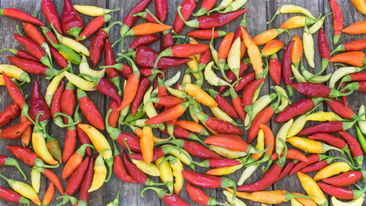 Ardei chilli. Cum să îi cultivi și îngrijești acasă