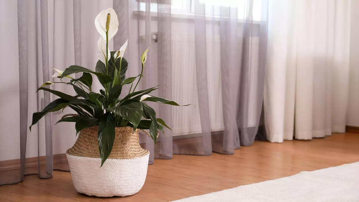 Crinul păcii (Spathiphyllum) - sfaturi de îngrijire