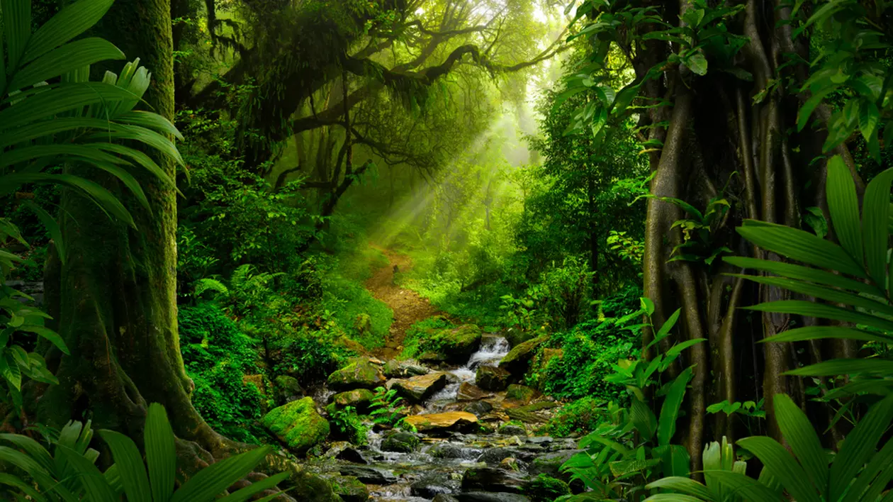 Ce este jungla- Curiozitati