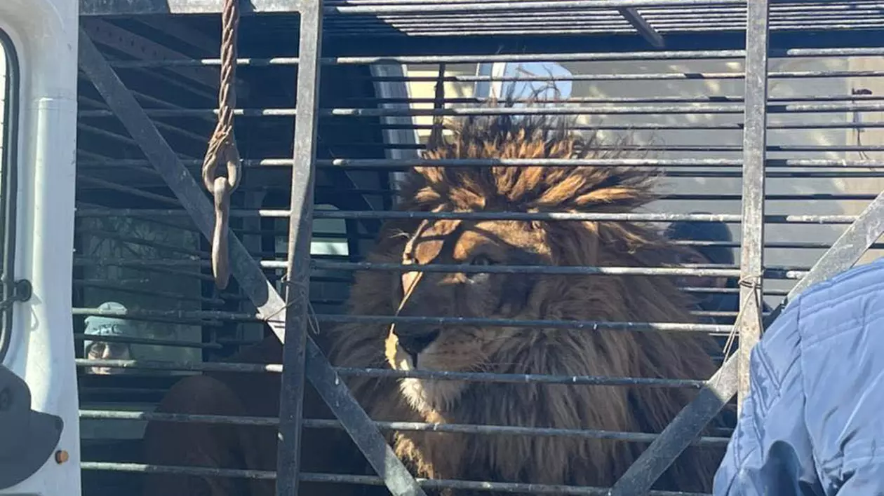 Leul Samba, mascota orașului ucrainean Zaporojie, a fost adus în România