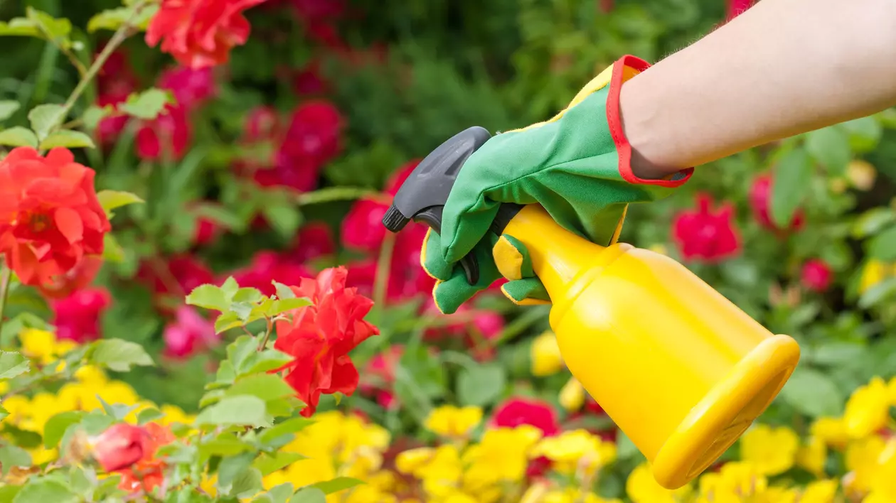 Insecticid natural pentru flori. Ingrediente împotriva dăunătorilor