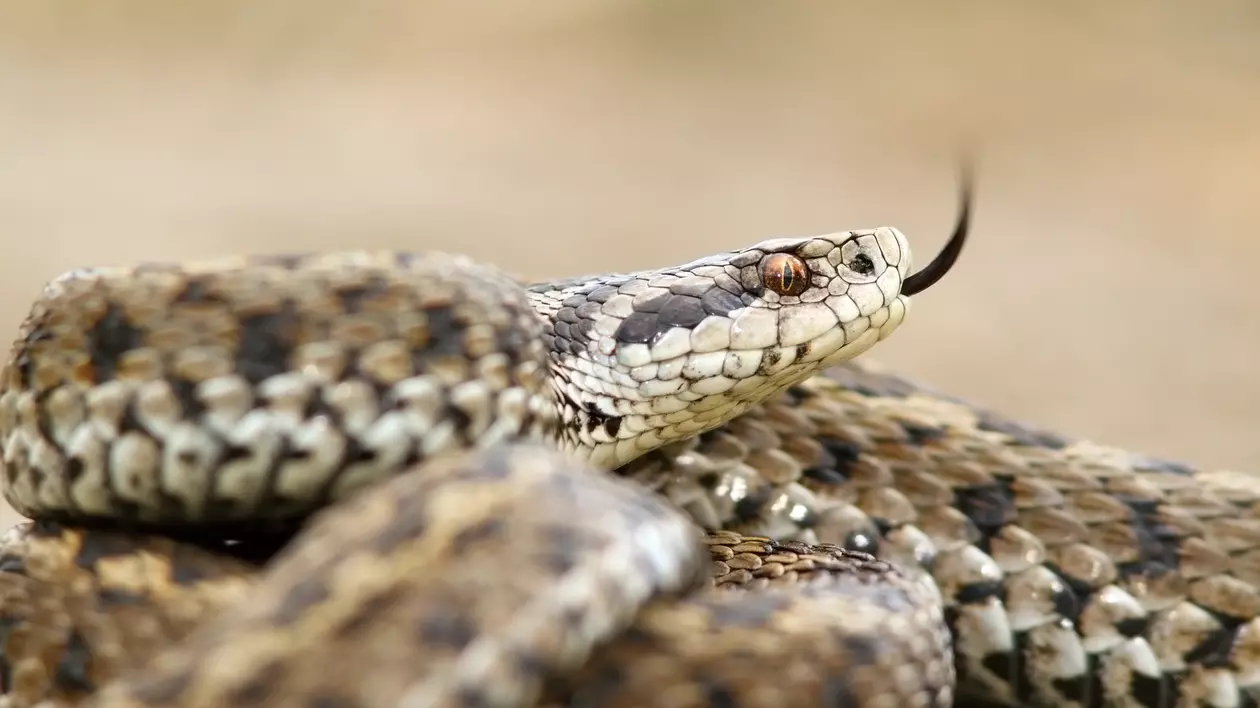 Specii de șerpi din România