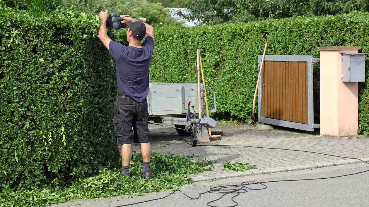Gardul viu. Plantare, îngrijire și trucuri utile