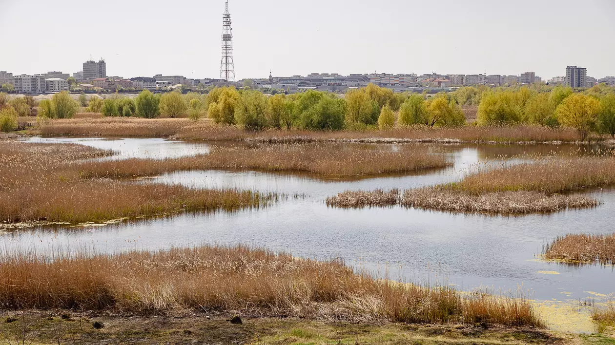 De ce arde Parcul Văcărești? Fără pază și fără regulament, „delta dintre blocuri” a ajuns un focar constant de incendii