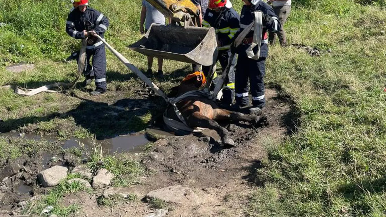 Un cal căzut într-o fântână a fost salvat de pompieri, în Sibiu