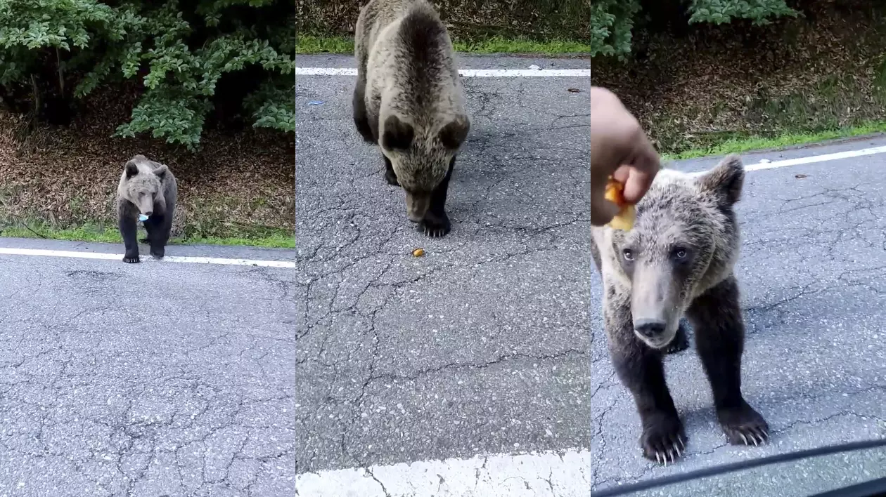 Bărbat filmat când hrănește un urs, pe Transfăgărășan. „Ăsta-i cuminte, de-al nostru. Mai ai ceva să-i dăm?”