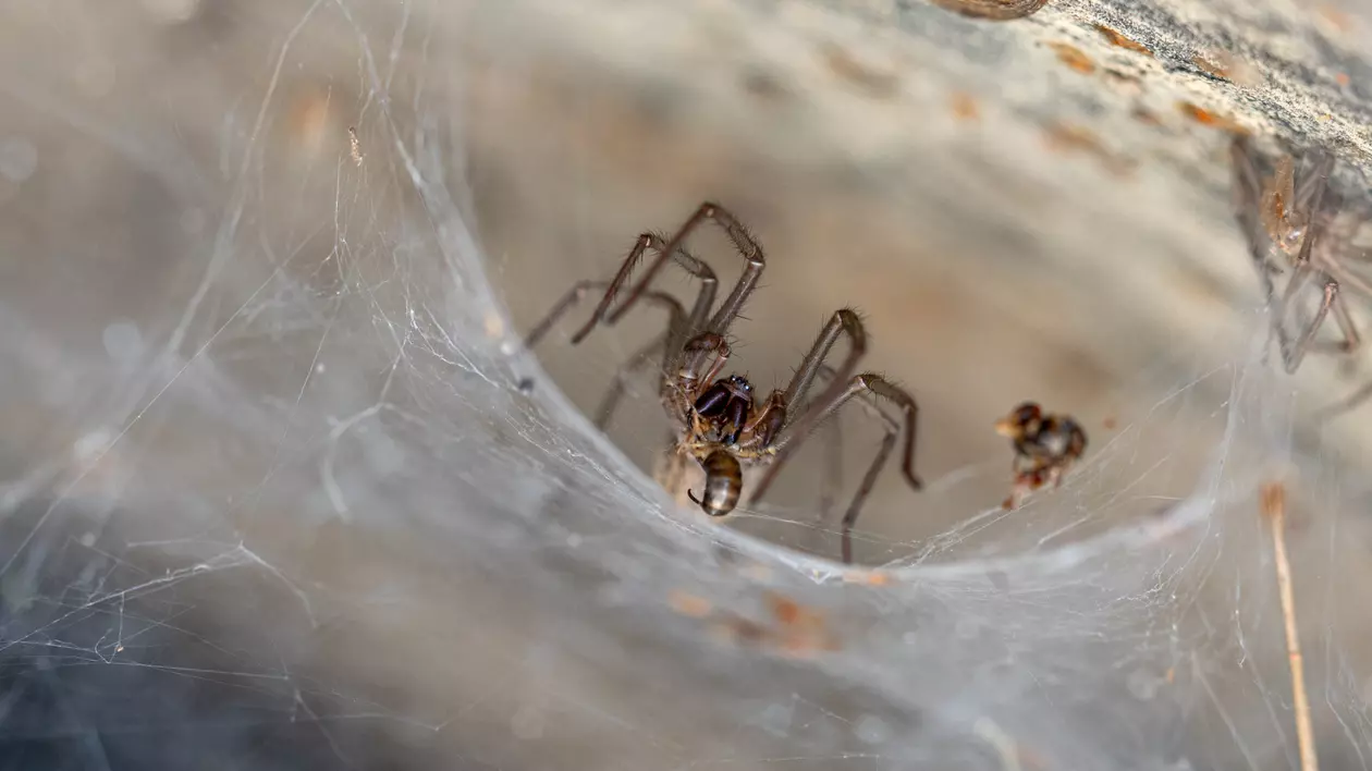 Cum scapi de păianjenii din casă