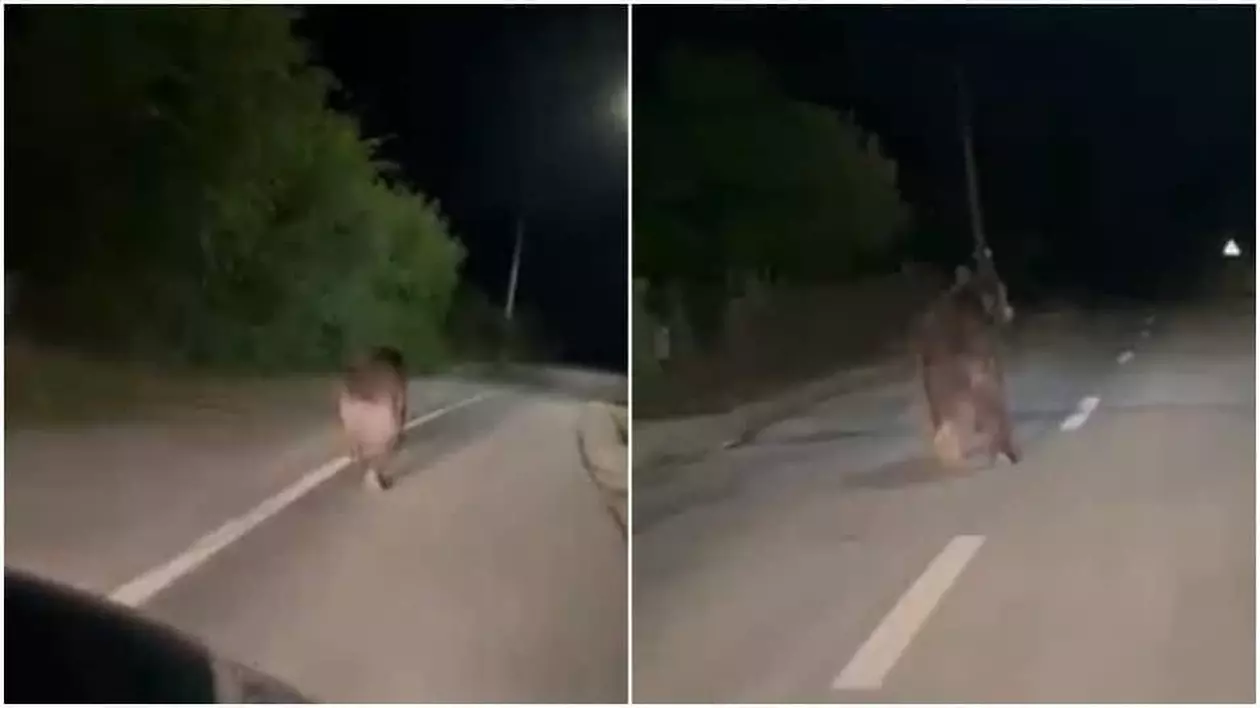 Urs de mari dimensiuni filmat în timp ce aleargă pe străzile unei localități din Alba - VIDEO