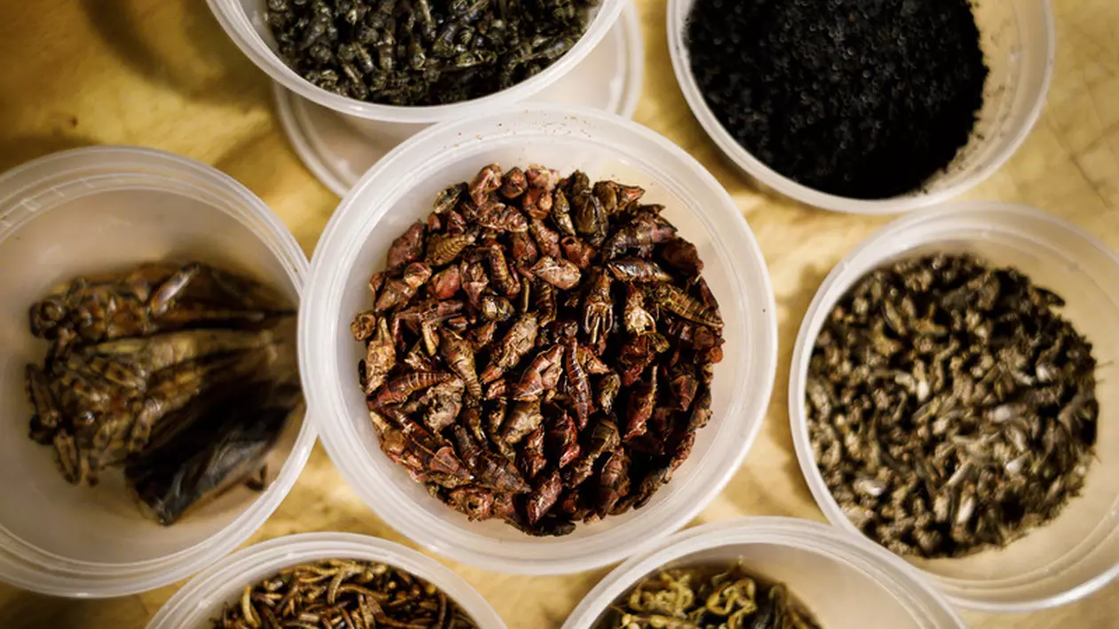 Marea Britanie încurajează oamenii din țările africane lovite de foamete să mănânce insecte bogate în vitamine și minerale