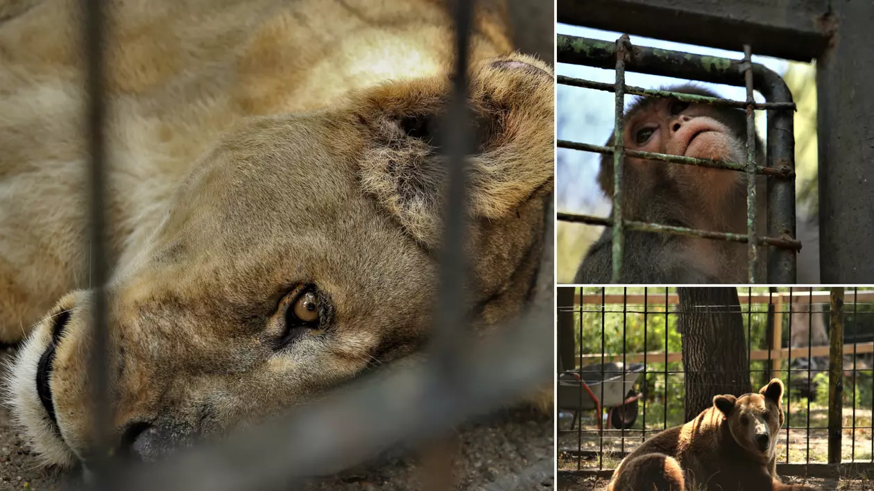 REPORTAJ. Grădina Zoologică din Brăila - în vizită la „pușcăria animalelor”: Vietăți apatice, mâncare puţină, apă în cauciucuri de maşină