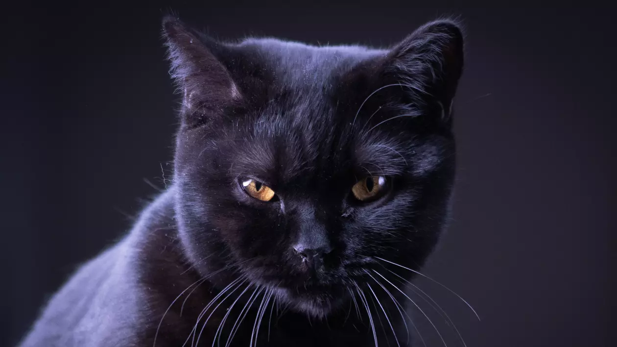 Ce înseamnă când visezi pisici/pisica neagră 