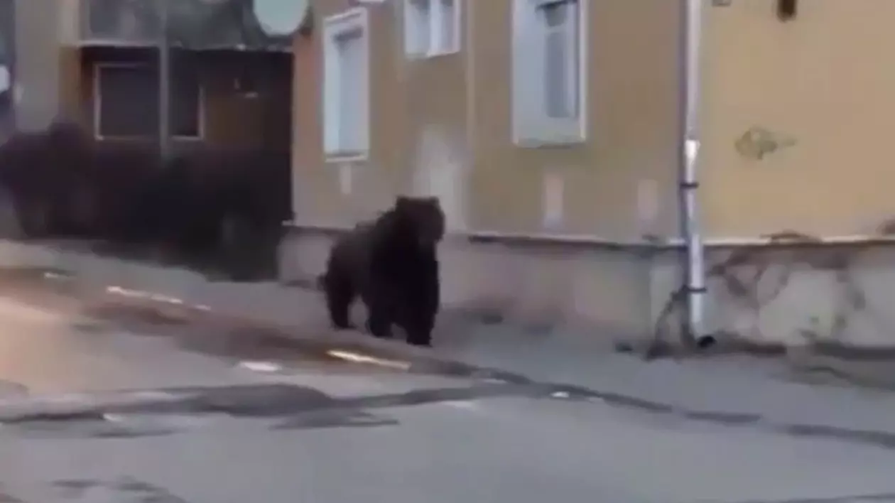Un urs s-a plimbat nestingherit printre blocurile din Sovata. A fost emis un semnal Ro-Alert  | VIDEO
