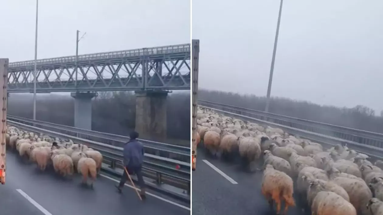 Turmă de oi mânată pe Autostrada Soarelui. Ce amenzi au luat ciobanii care au încurcat circulația | VIDEO