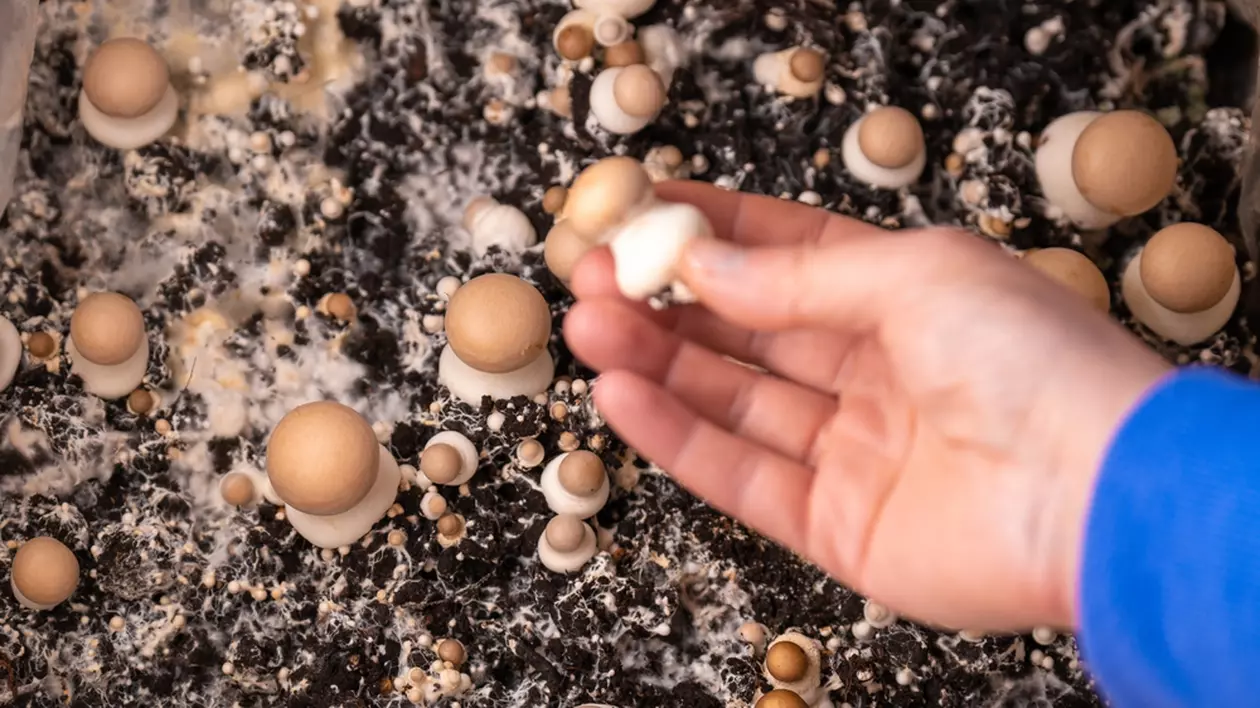 Cum sa cresti ciuperci