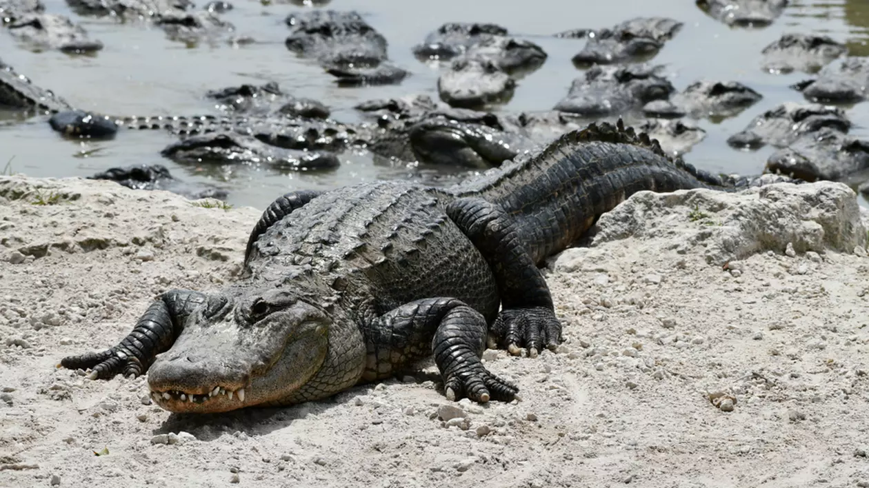 Ce diferenţe există între crocodil şi aligator - Imagine cu mai mulţi aligatori pe marginea unei ape