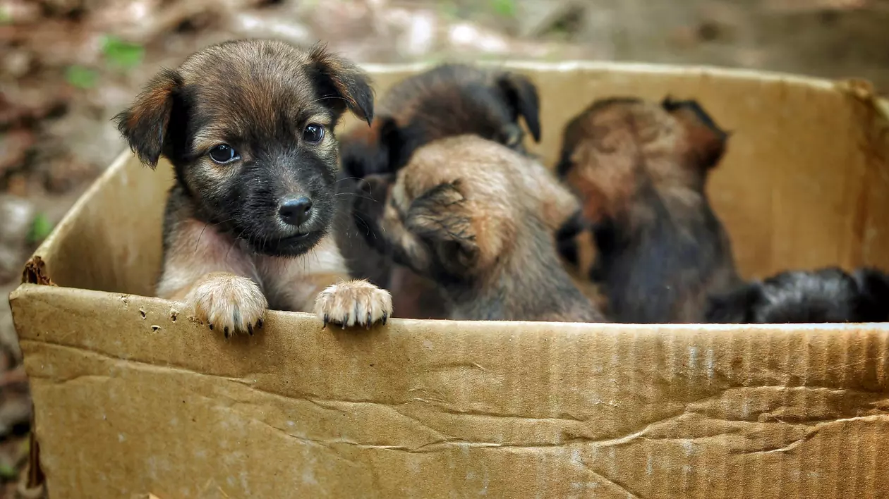 DATE OFICIALE. La fiecare doi câini adoptați din adăposturi, trei sunt lăsați pe stradă în București. „Sunt atât de multe cutii cu animale abandonate, nu vă închipuiți!”