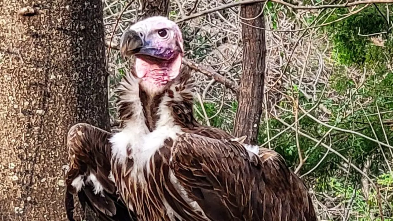 De ce a murit vulturul Pin? Grădina Zoologică din Dallas oferă 10.000 de dolari pentru orice informații utile