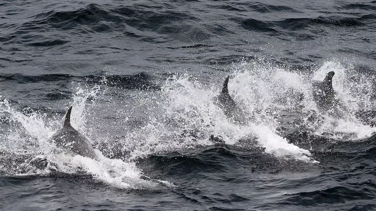 Peste 900 de delfini au eșuat pe plajele Franței de la Oceanul Atlantic, în acest an