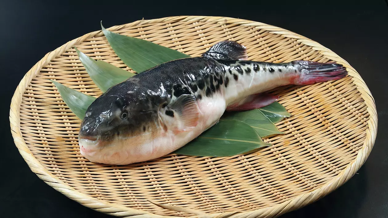Ce este peștele fugu și de ce poți muri dacă nu e preparat corect