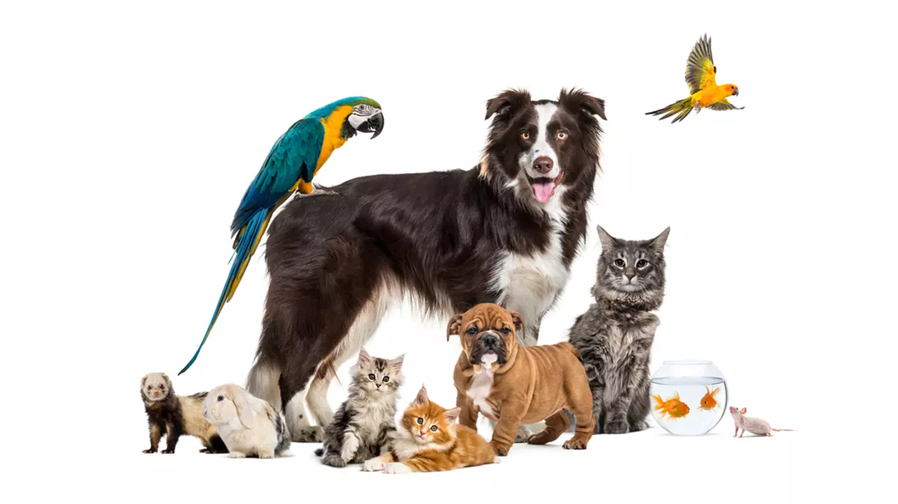 Cum alegi animalul de companie potrivit pentru tine - Imagine cu mai multe animale de companie, de la câini la peşti.