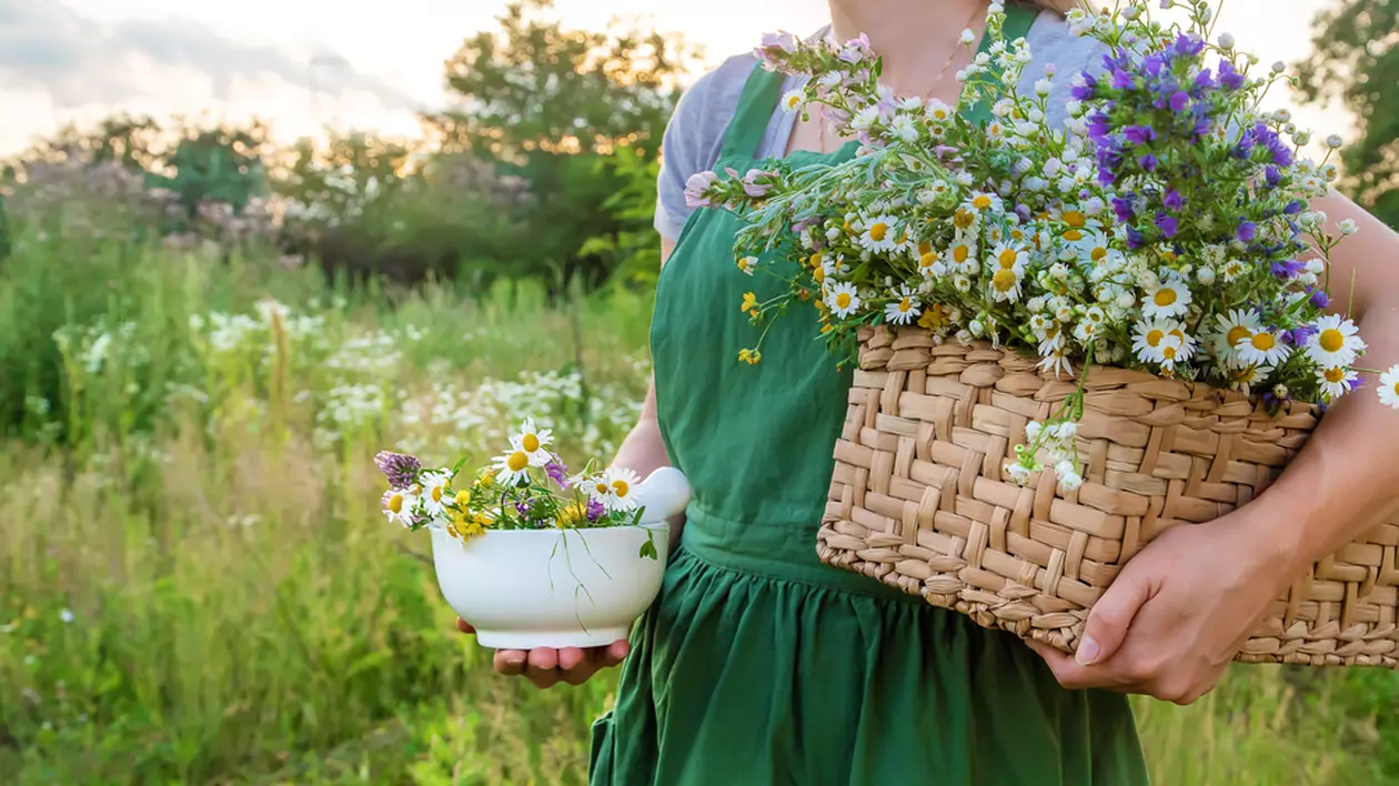 Plante medicinale pe care să le creşti în grădina ta - Imagine cu o femeie care ţine în mâini un bol şi un coş cu plante medicinale, pe un câmp.