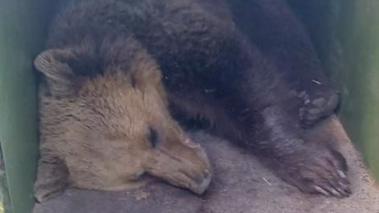 Al treilea urs care frecventa Grădina Zoologică din Târgu Mureș a fost capturat