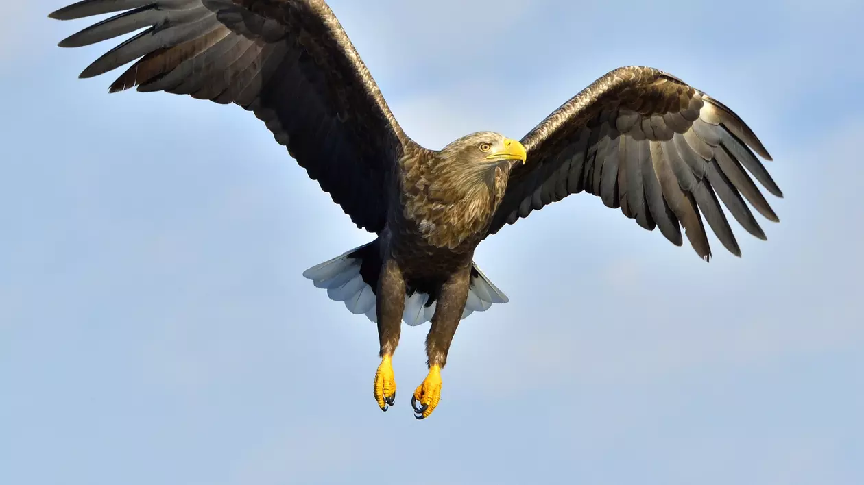 VIDEO. Păsările moarte își reiau zborul. Cum realizează cercetătorii americani drone cu ajutorul lor