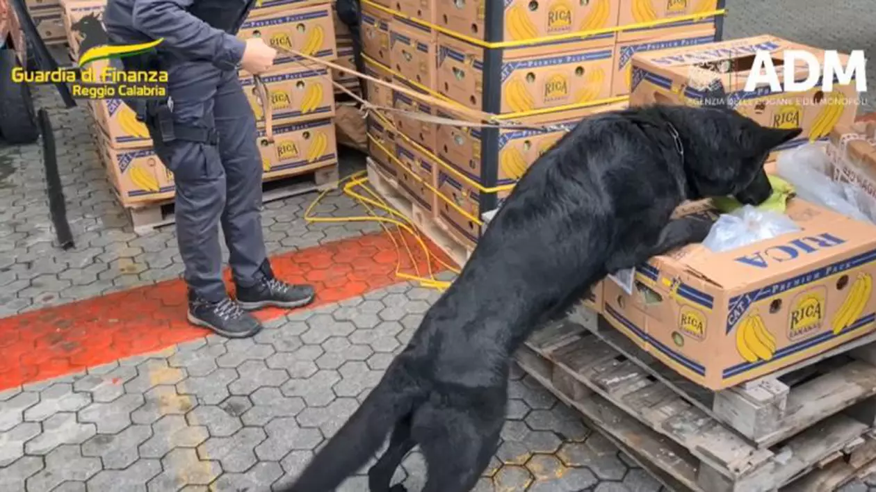 Aproape trei tone de cocaină „de cea mai pură calitate”, în valoare de 800 de milioane de euro, găsite în containere cu banane, în Italia