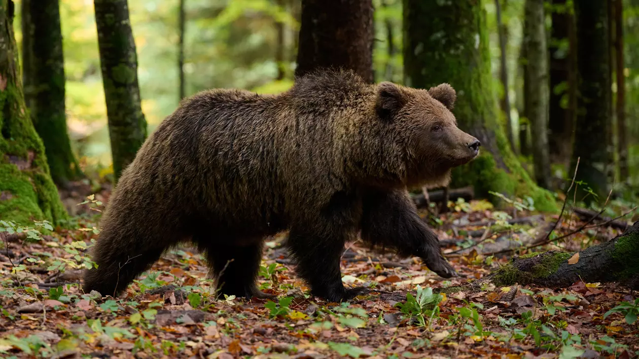 Urs vs pușcă, faza pe dezbateri. Cum s-au contrat asociațiile de mediu cu cele de vânători pe ordinul care dă liber la împușcarea a peste 400 de animale
