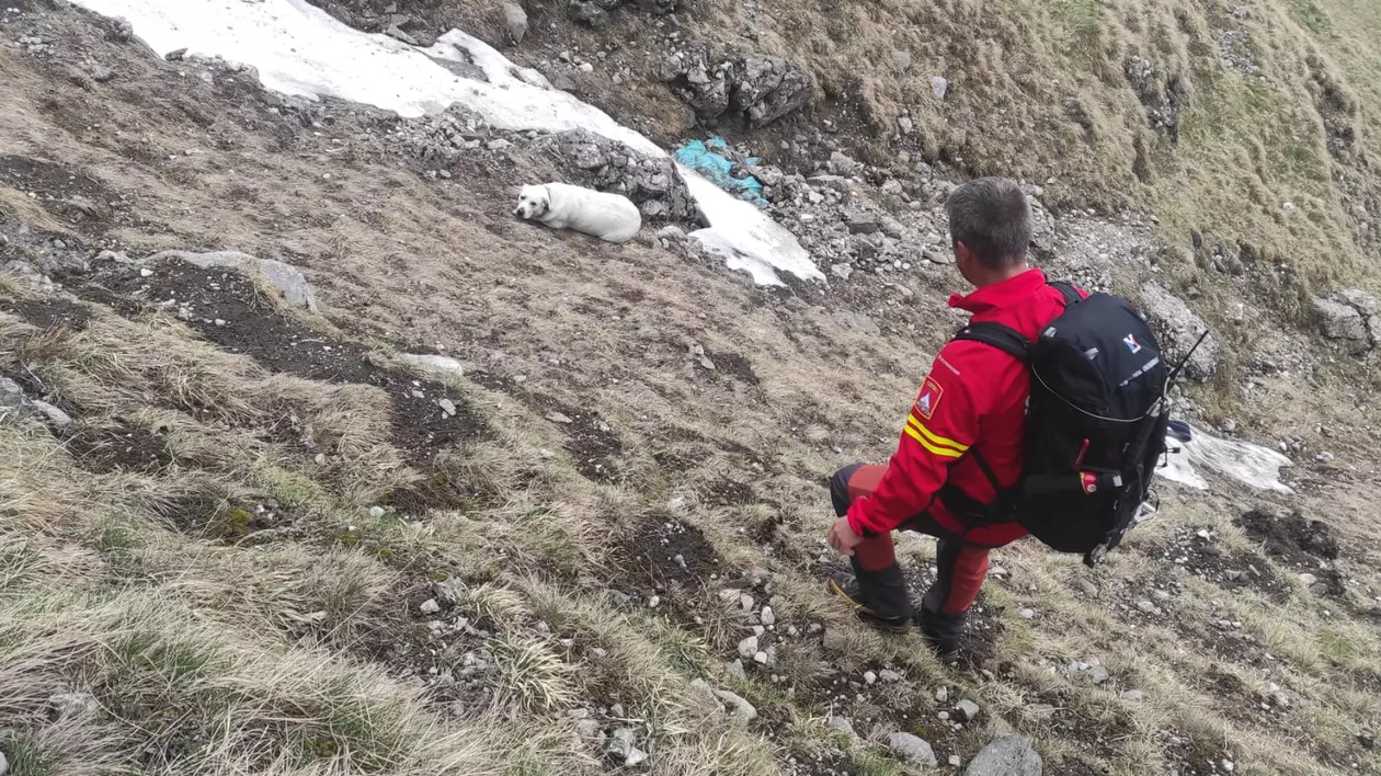 Un câine căzut într-o prăpastie de 200 metri în Bucegi, recuperat de salvamontişti după o intervenţie de 3 ore