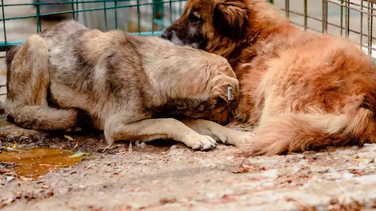 Ce poți face, din punct de vedere legal, dacă ai câini fără stăpân în cartier