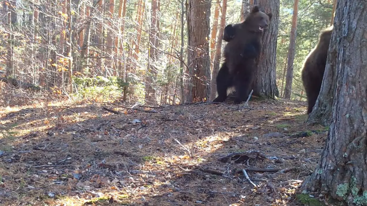 Urși cu chef de joacă surprinși în Parcul Național Putna Vrancea - VIDEO