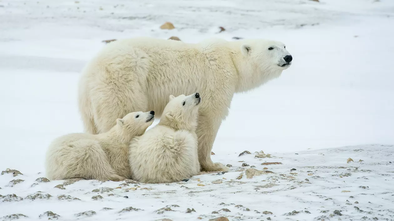 Curiozitati despre ursul polar
