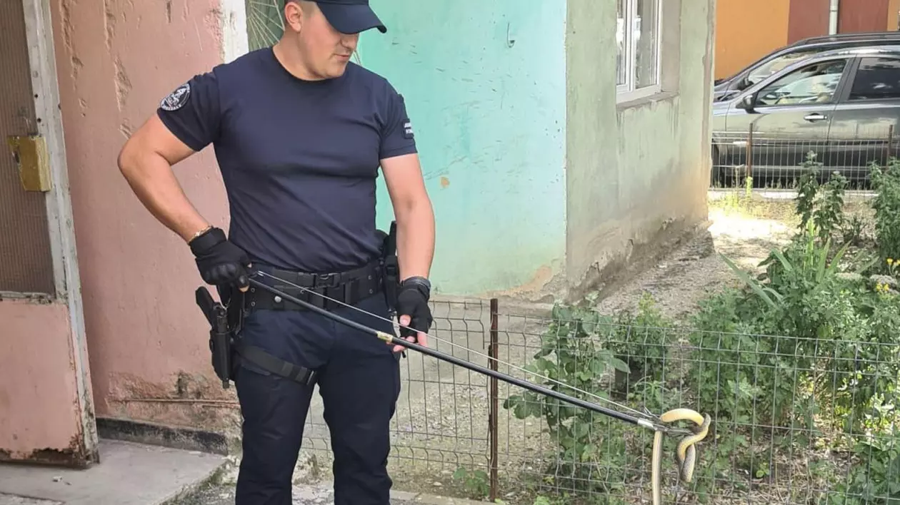 Şarpe de peste un metru, găsit la intrarea într-un bloc din Drobeta-Turnu Severin. Un localnic a sunat la 112