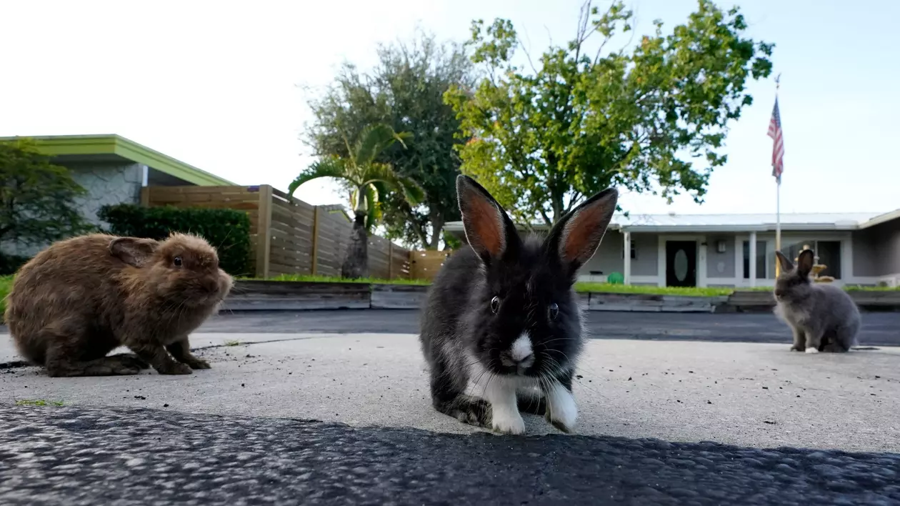Invazie de iepuri în orașul Fort Lauderdale din Florida. Din ce cauză au ajuns animalele să se înmulțească pe străzi