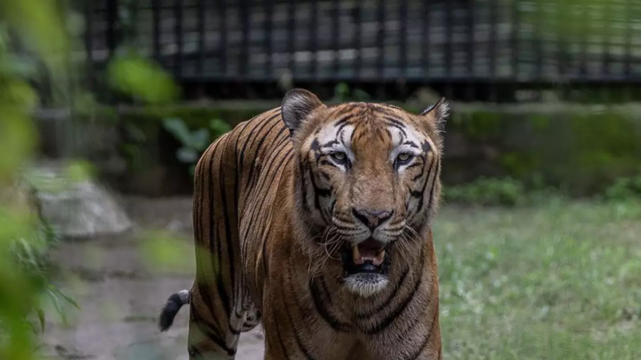 Un bărbat a fost mușcat de tigru la Grădina Zoologică din Bârlad. Victima a încercat să provoace animalul