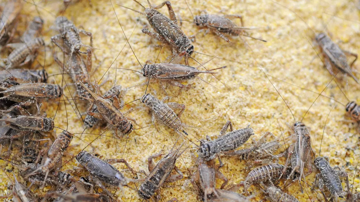 Scandal între PSD și AUR la votul care reglementează folosirea făinii din insecte. Senator social-democrat: „Produsul tradițional să nu fie spurcat”