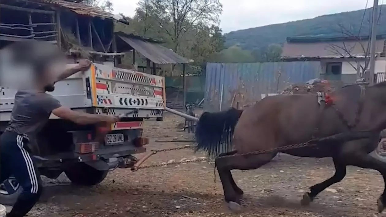 Captură video: Bărbat filmat când își biciuiește calul și îl forțează să tragă o camionetă cu roțile blocate, ca să îl vândă scump