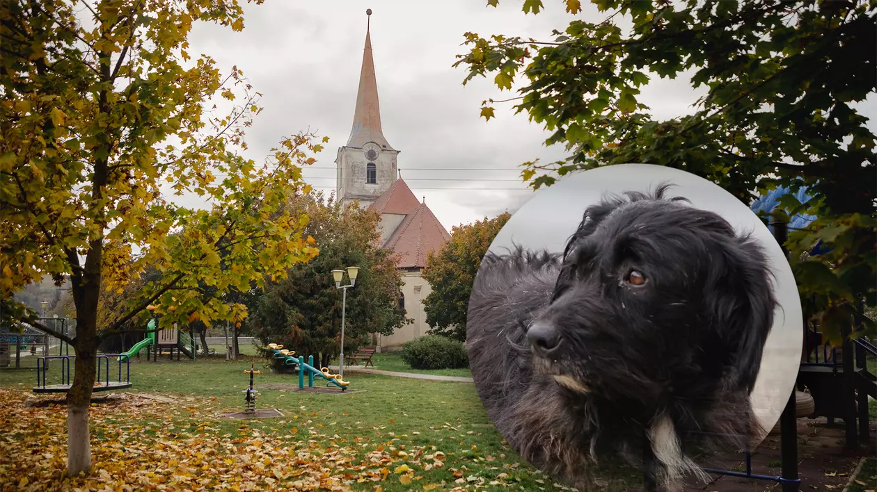 REPORTAJ. Mateș, câinele credincios care își așteaptă de trei ani stăpânul decedat în fața unei biserici din Transilvania: „L-a iubit mult”