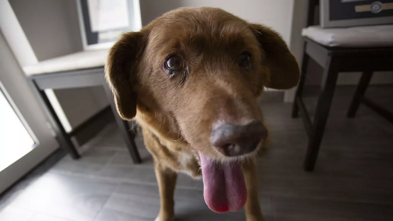 Cartea Recordurilor investighează vârsta lui Bobi, cel mai bătrân câine din lume, după ce medicii au pus la îndoială faptul că a trăit până la 31 de ani