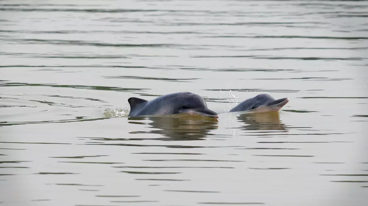 Lacurile devin prea calde pentru viețuitoare. Peste 100 de delfini au murit în Amazonia, după ce apa a atins 39 de grade
