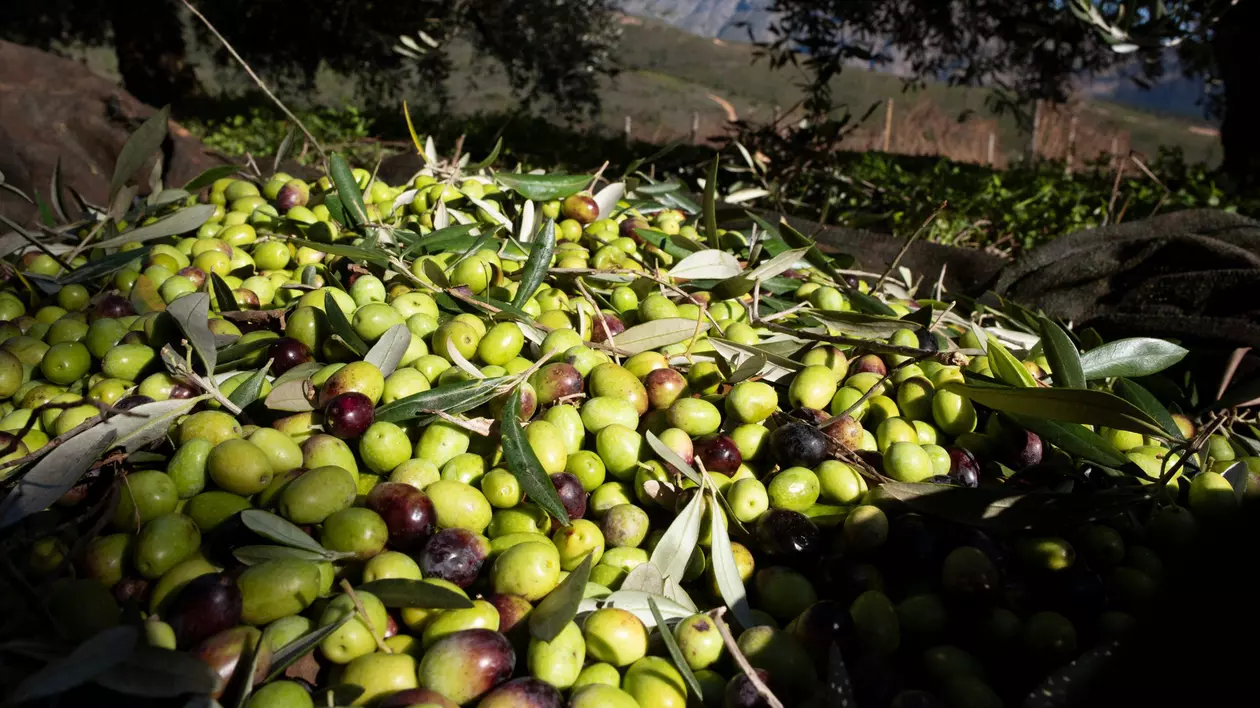 Captură impresionantă în Spania: poliția a confiscat 74 de tone de măsline furate pe fondul creșterii prețurilor