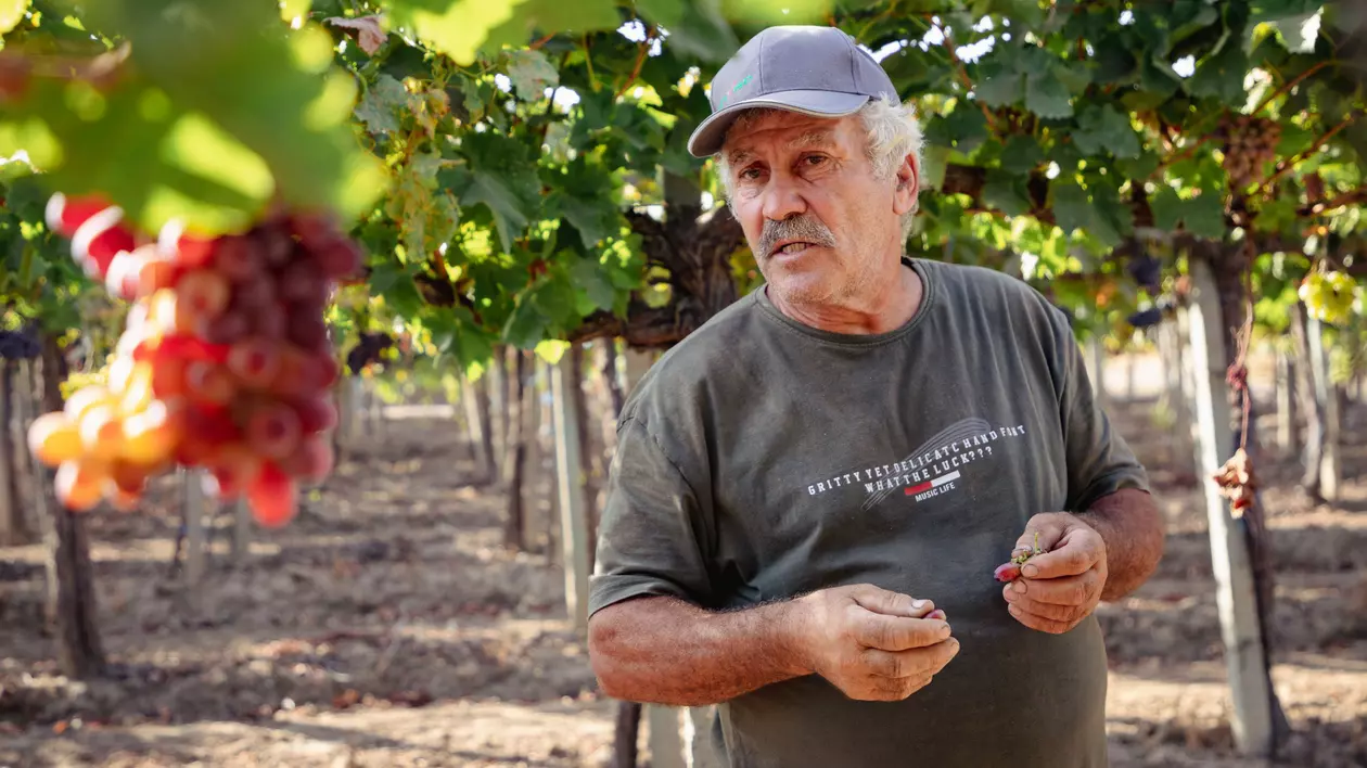 REPORTAJ. „Când te uiți la un butuc, e ca și cum ai vedea un tablou de Grigorescu”. Pasiunea unui inginer horticultor care se luptă cu prețul strugurilor din import ca să-și țină în viață via