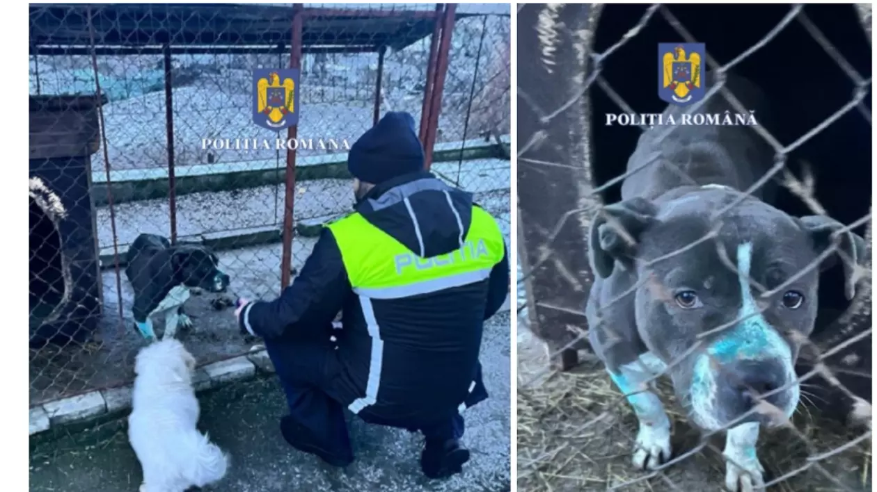 Un bărbat care organiza lupte de câini în Mureș și a tăiat urechile unuia dintre animale, amendat cu 8.000 de lei | FOTO